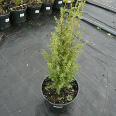 Jalovec obecný 'Arnold' - Juniperus communis 'Arnold'