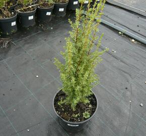 Jalovec obecný 'Arnold' - Juniperus communis 'Arnold'