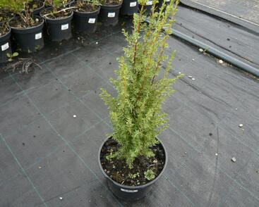 Jalovec obecný 'Arnold'