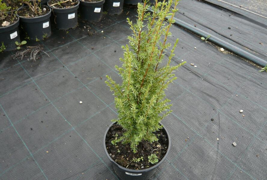 Jalovec obecný 'Arnold' - Juniperus communis 'Arnold'