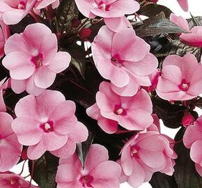 Netýkavka 'Paradise Woya' - Impatiens Neu Guinea 'Paradise Woya'