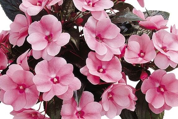 Netýkavka, balzamína 'Paradise Woya' - Impatiens Neu Guinea 'Paradise Woya'