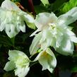 Begónie hlíznatá 'Tenella White' - Begonia tuberhybrida 'Tenella White'