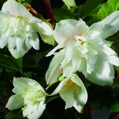 Begónie hlíznatá 'Tenella White' - Begonia tuberhybrida 'Tenella White'