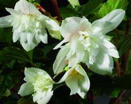 Begónie hlíznatá 'Tenella White'