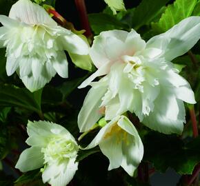 Begónie hlíznatá 'Tenella White' - Begonia tuberhybrida 'Tenella White'