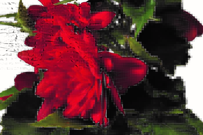 Begónie hlíznatá 'Tenella Scarlet' - Begonia tuberhybrida 'Tenella Scarlet'