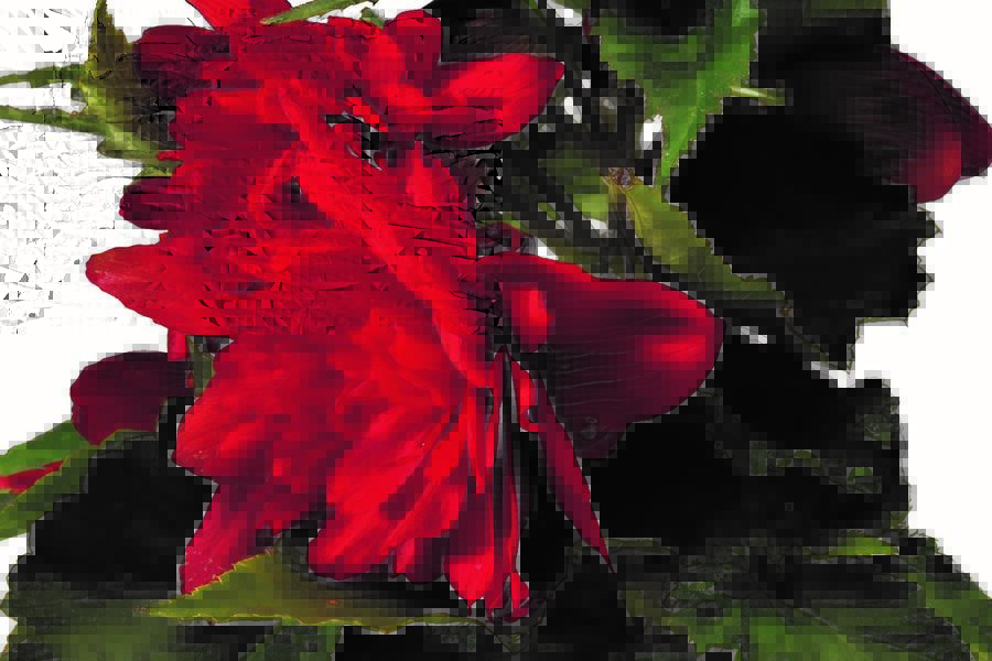 Begónie hlíznatá 'Tenella Scarlet' - Begonia tuberhybrida 'Tenella Scarlet'