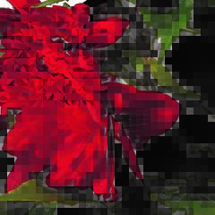 Begónie hlíznatá 'Tenella Scarlet' - Begonia tuberhybrida 'Tenella Scarlet'