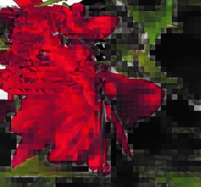 Begónie hlíznatá 'Tenella Scarlet' - Begonia tuberhybrida 'Tenella Scarlet'