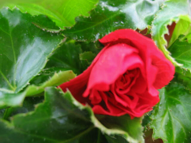 Begónie hlíznatá 'Tenella Scarlet' - Begonia tuberhybrida 'Tenella Scarlet'