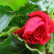 Begónie hlíznatá 'Tenella Scarlet' - Begonia tuberhybrida 'Tenella Scarlet'