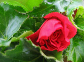 Begónie hlíznatá 'Tenella Scarlet' - Begonia tuberhybrida 'Tenella Scarlet'