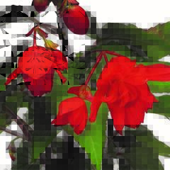 Begónie hlíznatá 'Tenella Salmon Orange' - Begonia tuberhybrida 'Tenella Salmon Orange'