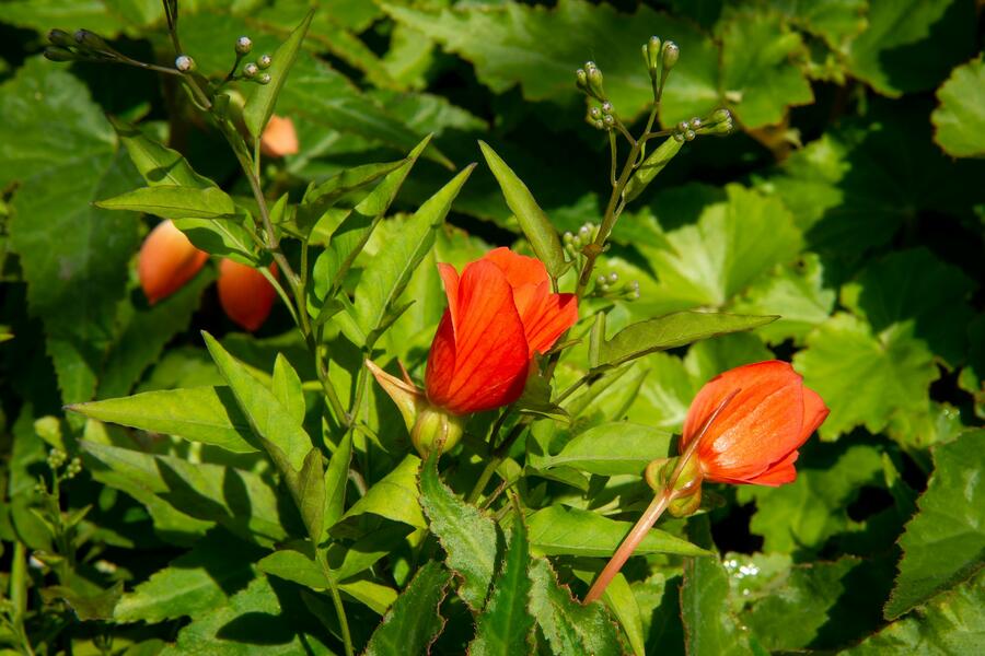 Begónie hlíznatá 'Tenella Salmon Orange' - Begonia tuberhybrida 'Tenella Salmon Orange'
