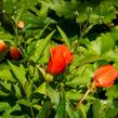 Begónie hlíznatá 'Tenella Salmon Orange' - Begonia tuberhybrida 'Tenella Salmon Orange'