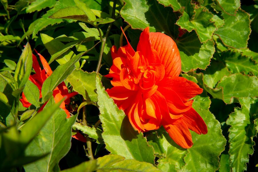 Begónie hlíznatá 'Tenella Salmon Orange' - Begonia tuberhybrida 'Tenella Salmon Orange'