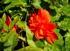 Begónie hlíznatá 'Tenella Salmon Orange' - Begonia tuberhybrida 'Tenella Salmon Orange'