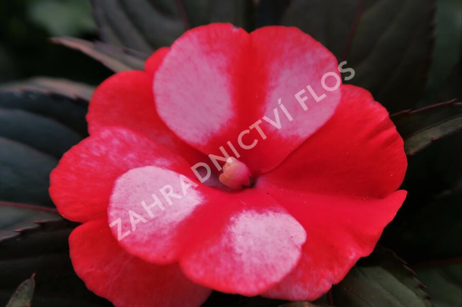 Netýkavka 'Paradise Orange Neptis' - Impatiens Neu Guinea 'Paradise Orange Neptis'