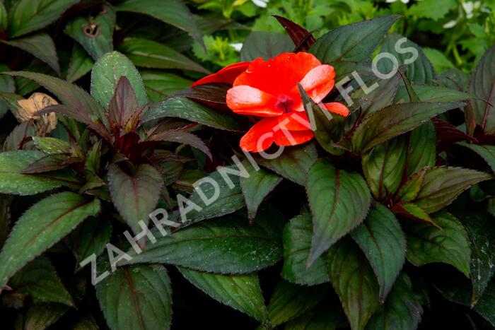 Netýkavka 'Paradise Orange Neptis' - Impatiens Neu Guinea 'Paradise Orange Neptis'