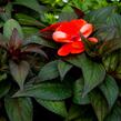 Netýkavka 'Paradise Orange Neptis' - Impatiens Neu-Guinea 'Paradise Orange Neptis'