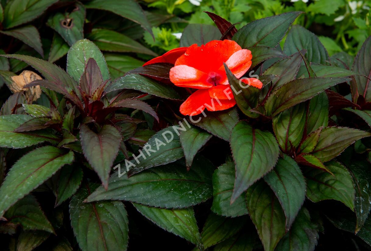Netýkavka, balzamína 'Paradise Orange Neptis' - Impatiens Neu Guinea 'Paradise Orange Neptis'