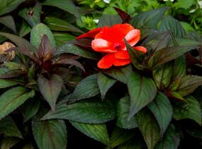 Netýkavka, balzamína 'Paradise Orange Neptis' - Impatiens Neu Guinea 'Paradise Orange Neptis'