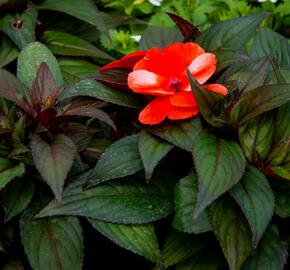 Netýkavka 'Paradise Orange Neptis' - Impatiens Neu-Guinea 'Paradise Orange Neptis'