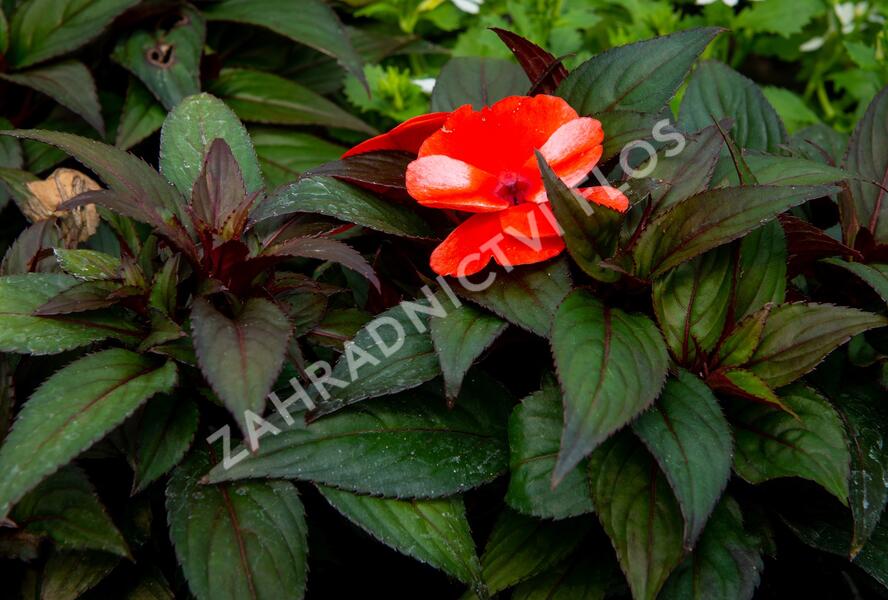 Netýkavka, balzamína 'Paradise Orange Neptis' - Impatiens Neu Guinea 'Paradise Orange Neptis'