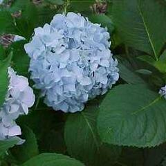 Hortenzie velkolistá 'Nikko Blue' - Hydrangea macrophylla 'Nikko Blue'