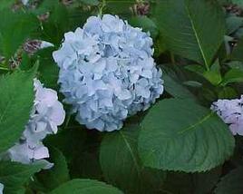 Hortenzie velkolistá 'Nikko Blue'