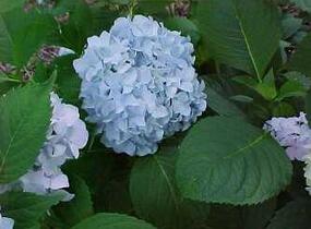 Hortenzie velkolistá 'Nikko Blue' - Hydrangea macrophylla 'Nikko Blue'