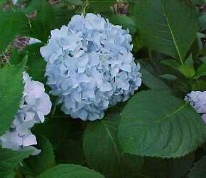 Hortenzie velkolistá 'Nikko Blue' - Hydrangea macrophylla 'Nikko Blue'