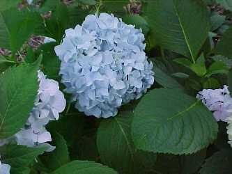 Hortenzie velkolistá 'Nikko Blue'
