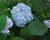 Hortenzie velkolistá 'Nikko Blue'