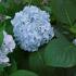 hortenzie-velkolista-nikko-blue.jpg