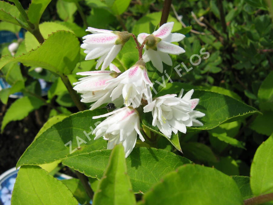 Trojpuk drsný 'Plena' - Deutzia scabra 'Plena'