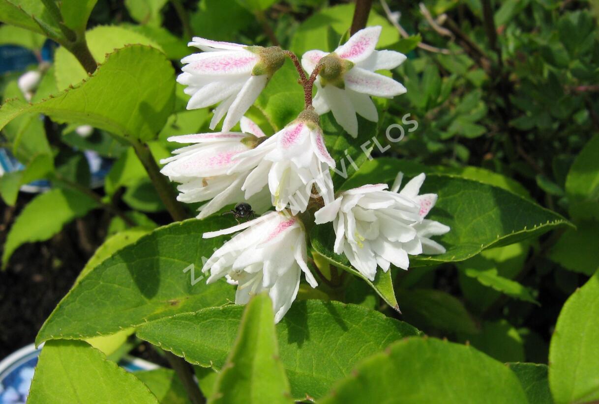 Trojpuk drsný 'Plena' - Deutzia scabra 'Plena'