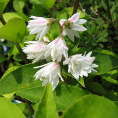 Trojpuk drsný 'Plena' - Deutzia scabra 'Plena'