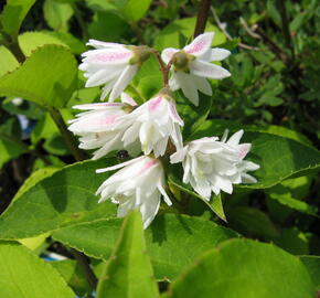 Trojpuk drsný 'Plena' - Deutzia scabra 'Plena'