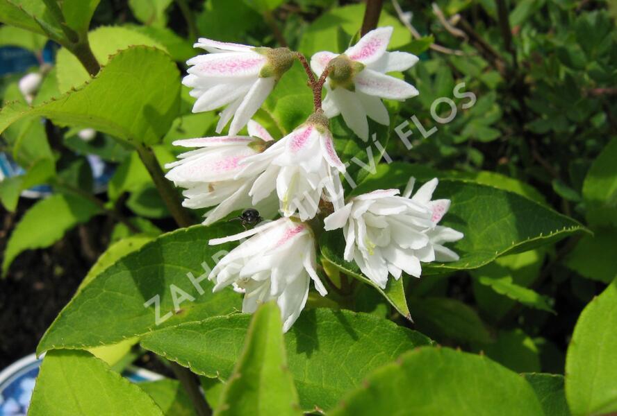 Trojpuk drsný 'Plena' - Deutzia scabra 'Plena'