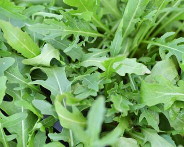 Křez tenkolistý 'Grazia'