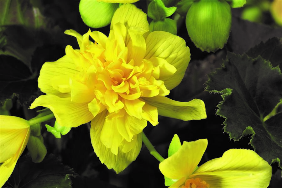 Begónie hlíznatá 'Tenella Yellow' - Begonia tuberhybrida 'Tenella Yellow'