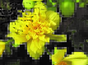Begónie hlíznatá 'Tenella Yellow' - Begonia tuberhybrida 'Tenella Yellow'
