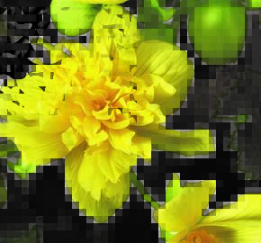 Begónie hlíznatá 'Tenella Yellow' - Begonia tuberhybrida 'Tenella Yellow'