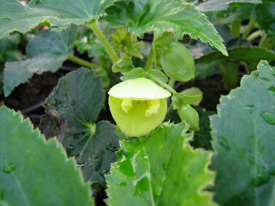 Begónie hlíznatá 'Tenella Yellow' - Begonia tuberhybrida 'Tenella Yellow'