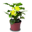 Begónie hlíznatá 'Tenella Yellow' - Begonia tuberhybrida 'Tenella Yellow'