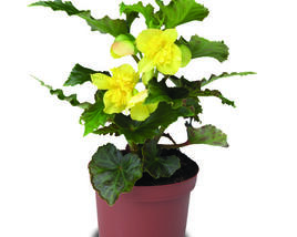 Begónie hlíznatá 'Tenella Yellow'