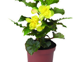 Begónie hlíznatá 'Tenella Yellow' - Begonia tuberhybrida 'Tenella Yellow'