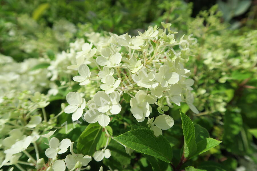 Hortenzie latnatá 'Bobo' - Hydrangea paniculata 'Bobo'